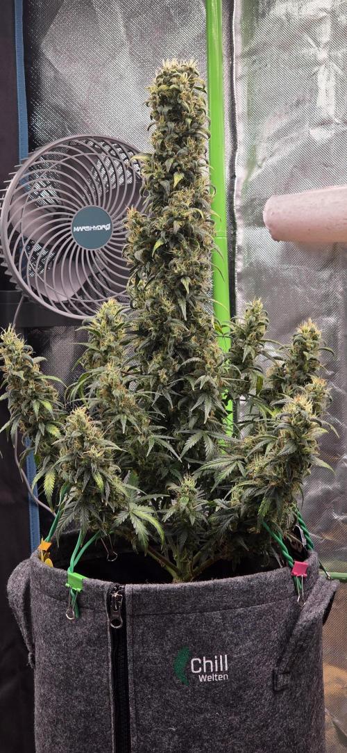 Mexican Airlines Auto. Week 10