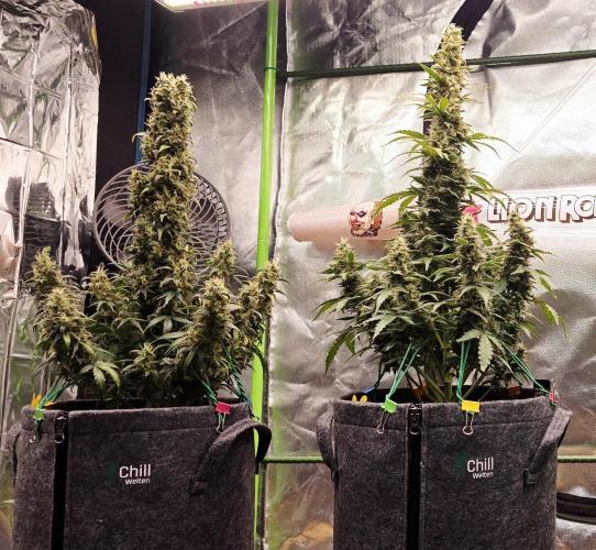 Mexican Airlines Auto. Week 10