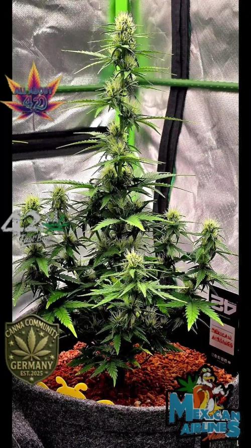 Mexican Airlines Auto