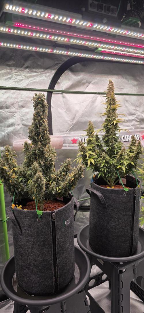 Mexican Airlines Auto. Week 11