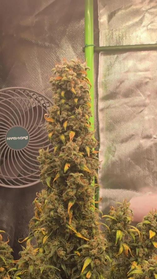 Mexican Airlines Auto