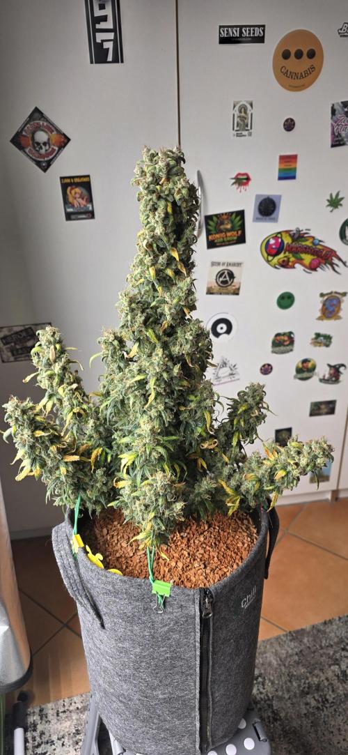 Mexican Airlines Auto. Week 12