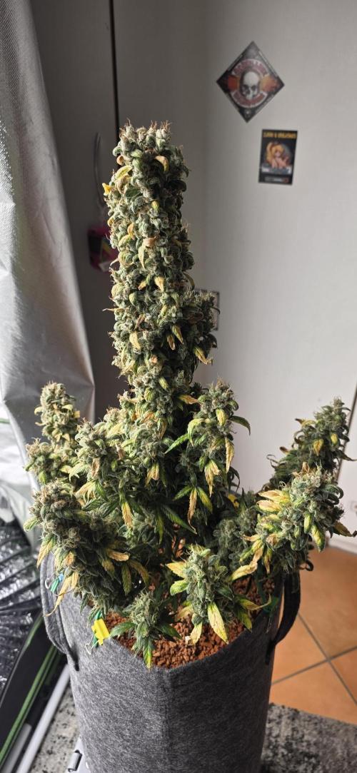 Mexican Airlines Auto. Week 12