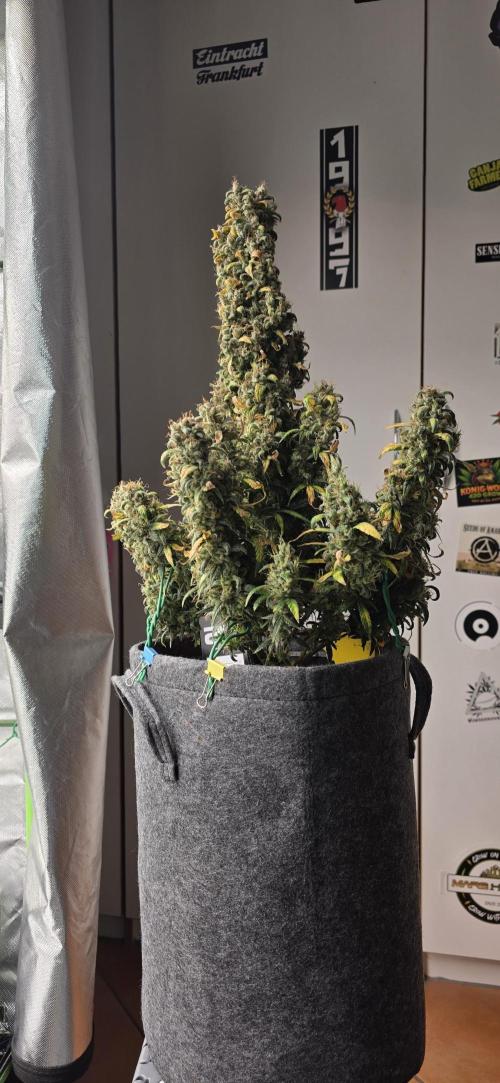 Mexican Airlines Auto. Week 12