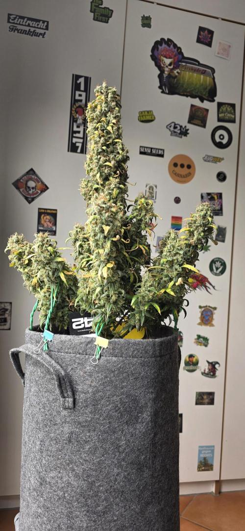 Mexican Airlines Auto. Week 12