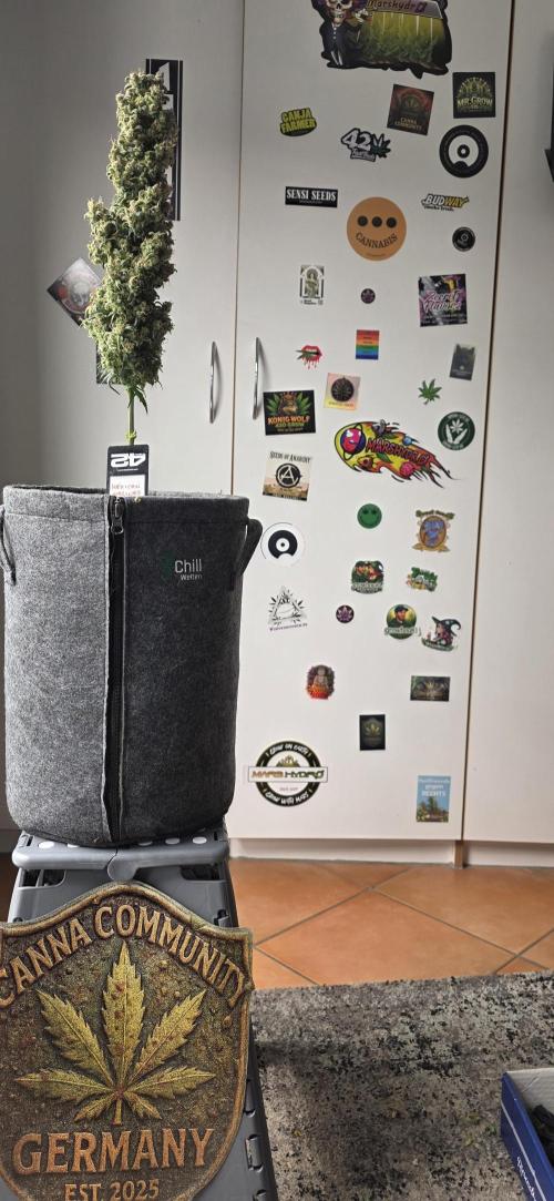 Mexican Airlines Auto. Week 12