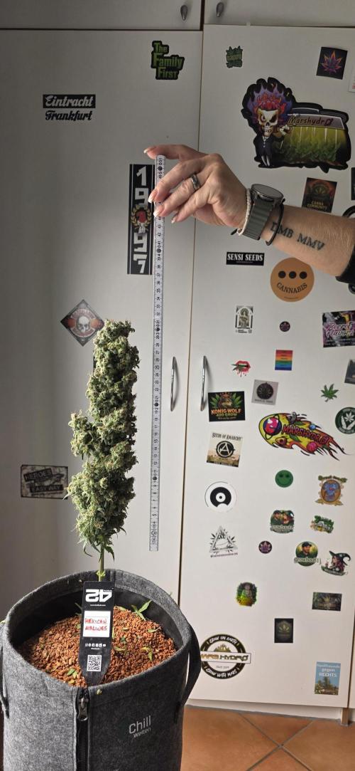 Mexican Airlines Auto. Week 12