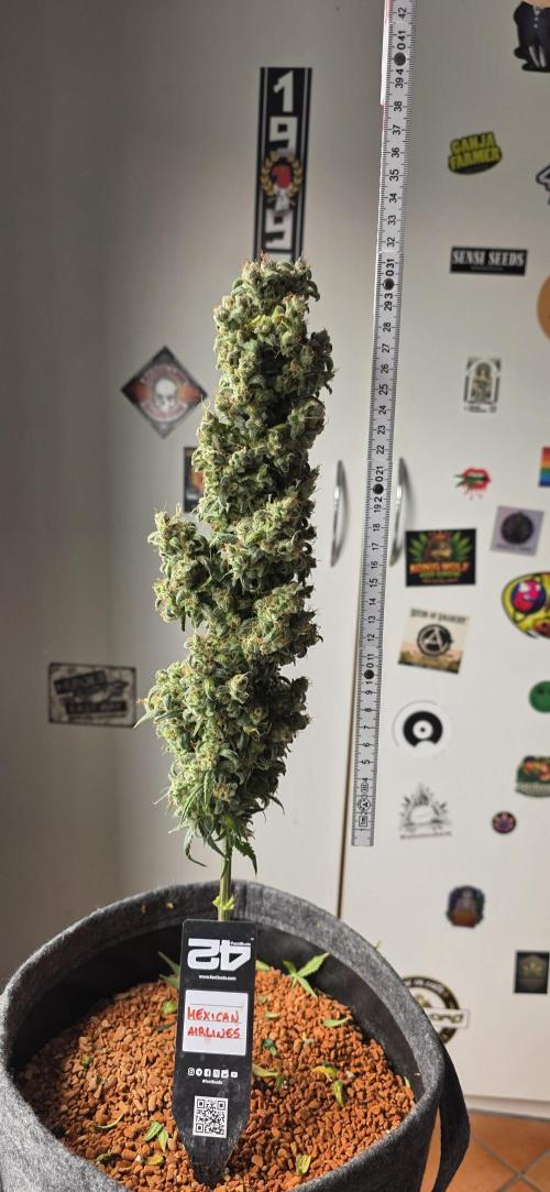 Mexican Airlines Auto. Week 13