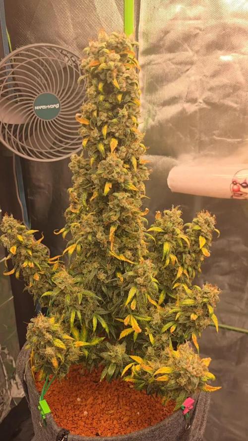 Mexican Airlines Auto