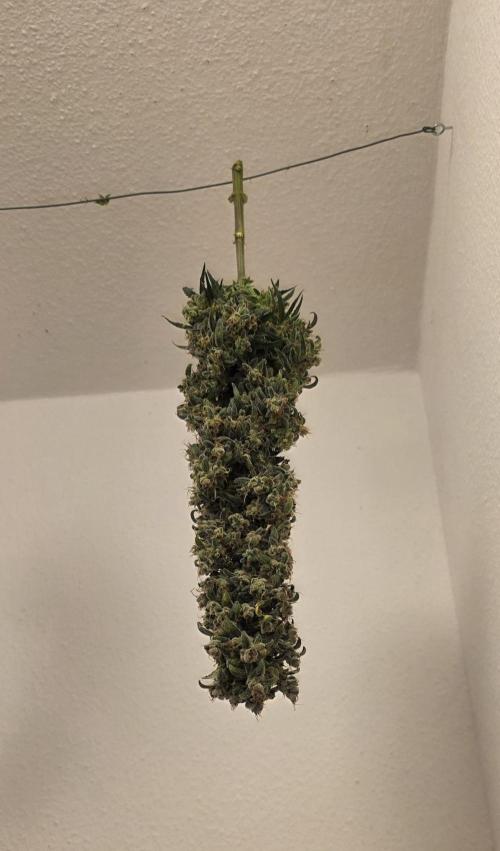 Mexican Airlines Auto. Week 13