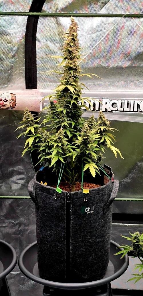 Mimosa Cake Auto. Week 12