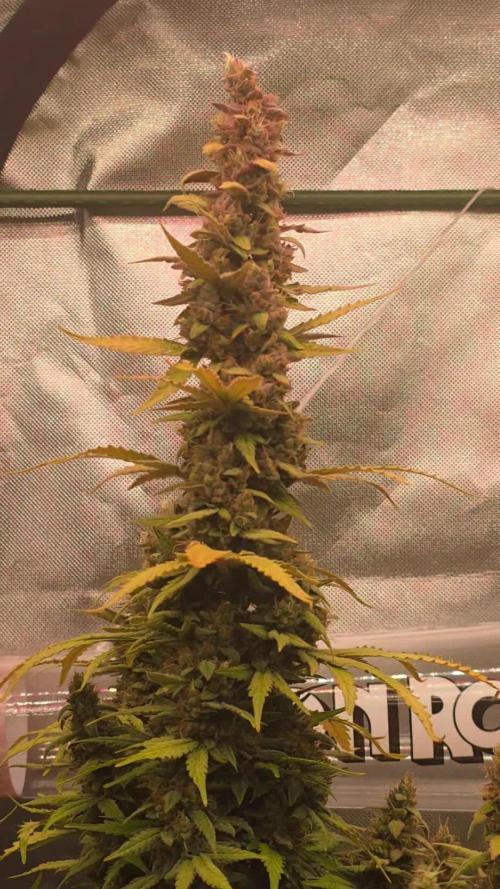 Mimosa Cake Auto