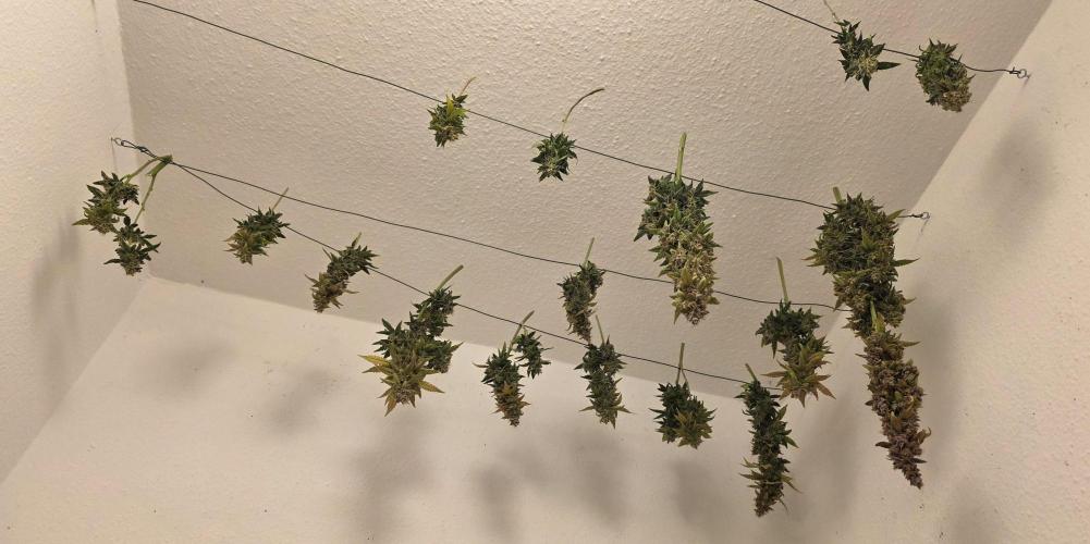 Mimosa Cake Auto. Week 13