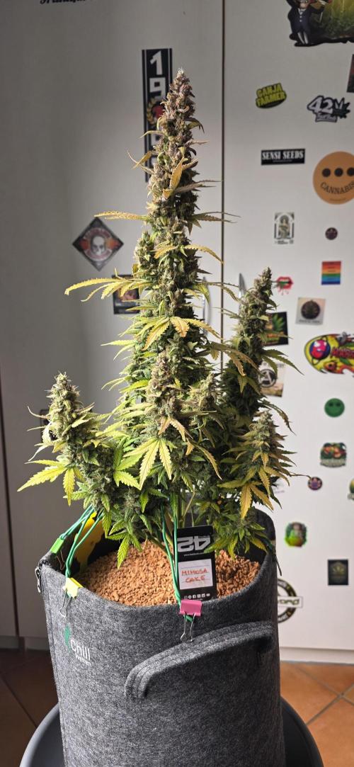 Mimosa Cake Auto. Week 13