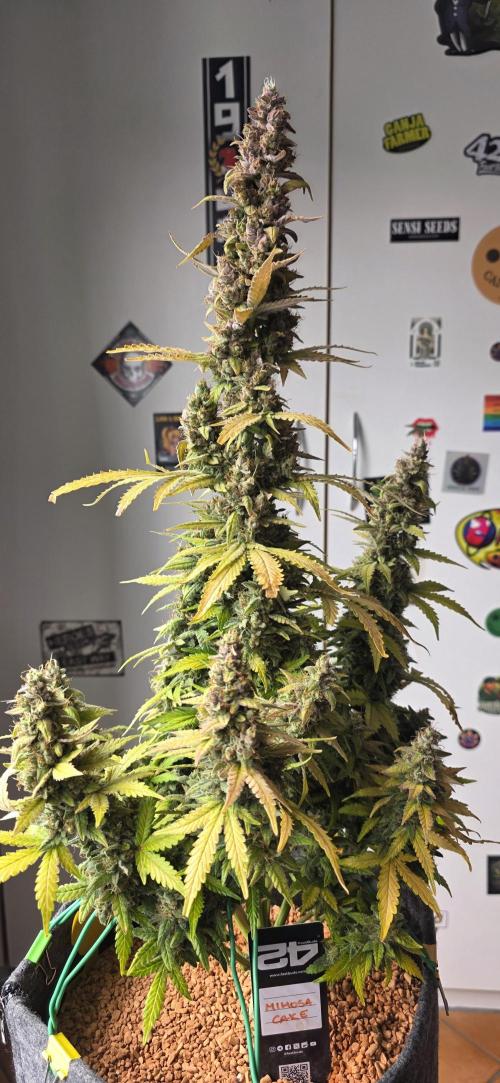 Mimosa Cake Auto. Week 13