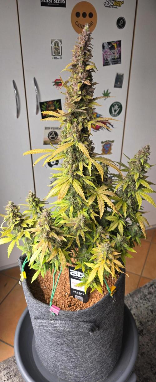 Mimosa Cake Auto. Week 13