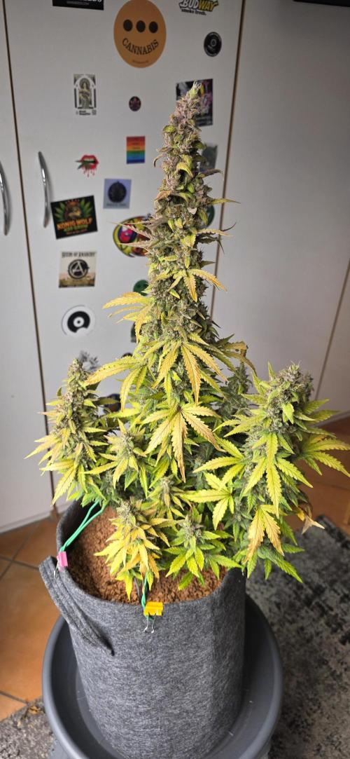 Mimosa Cake Auto. Week 13