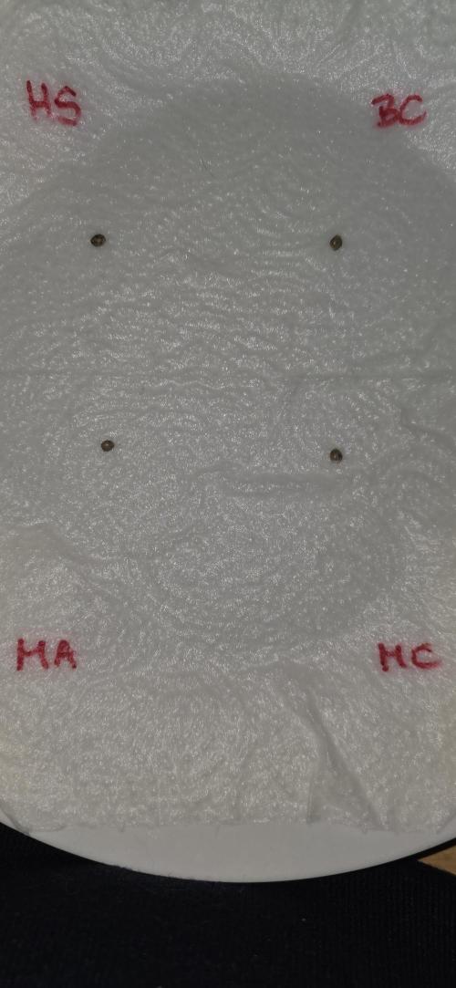 Hawaiian Snow Auto. Week 0