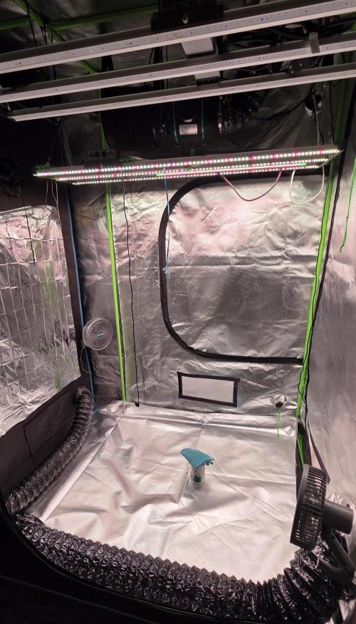 Hawaiian Snow Auto. Week 0