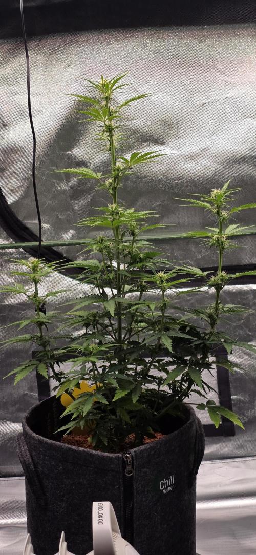 Hawaiian Snow Auto. Week 6