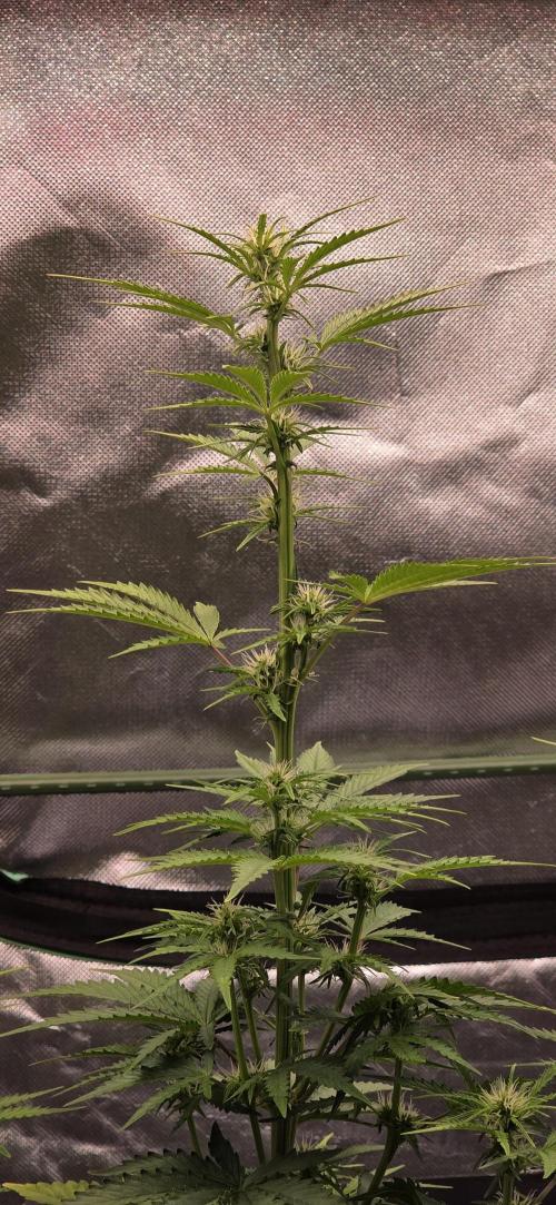 Hawaiian Snow Auto. Week 6