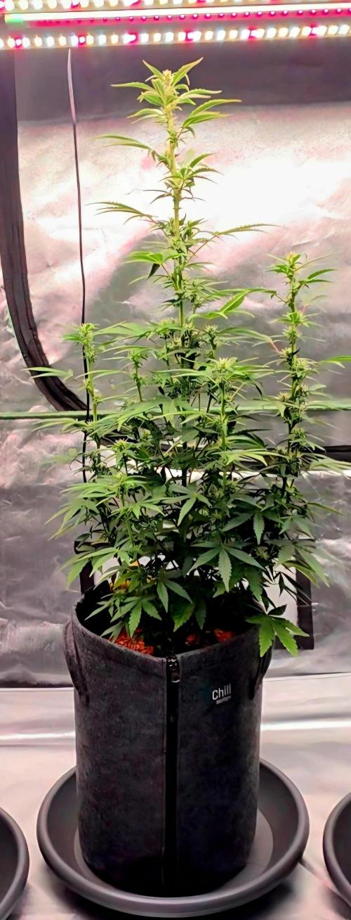 Hawaiian Snow Auto. Week 7