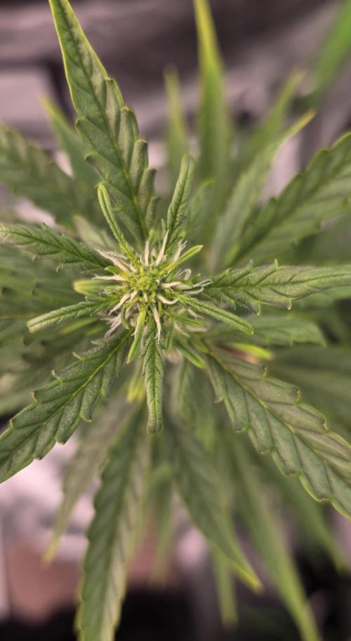 Hawaiian Snow Auto. Week 7