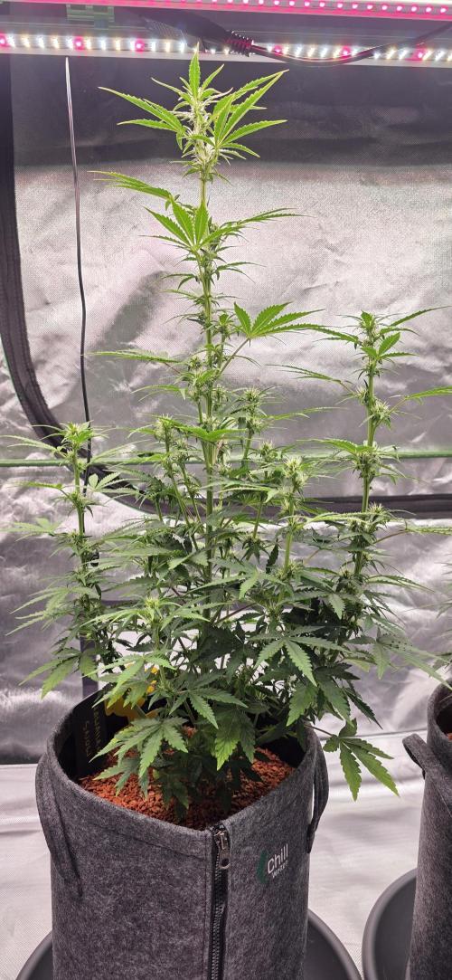 Hawaiian Snow Auto. Week 7