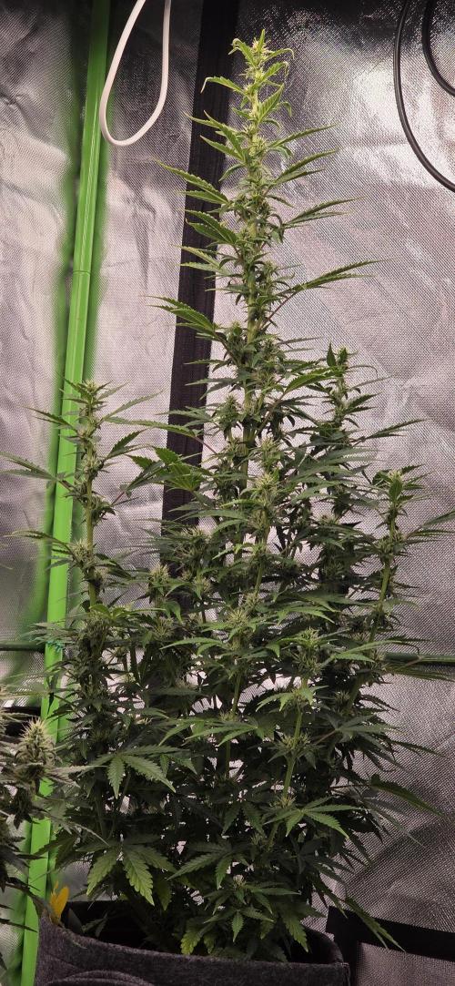 Hawaiian Snow Auto. Week 8