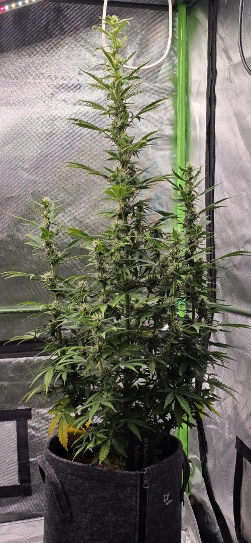 Hawaiian Snow Auto. Week 8