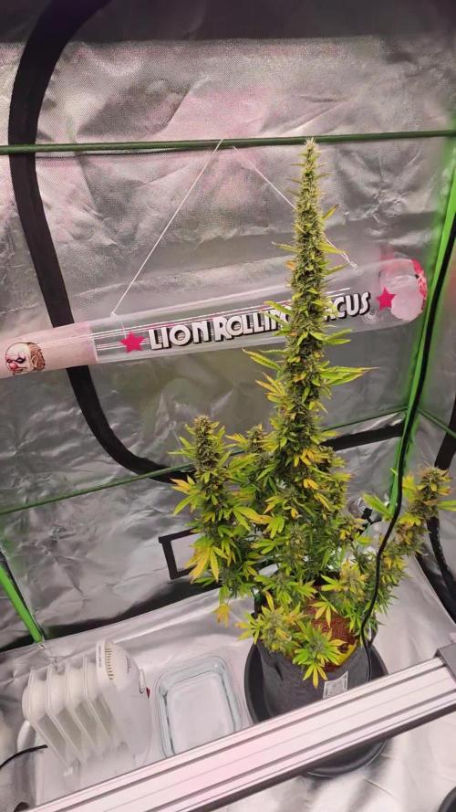 Hawaiian Snow Auto