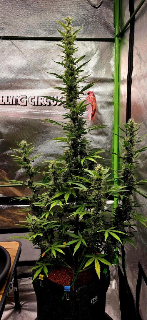 Hawaiian Snow Auto. Week 9