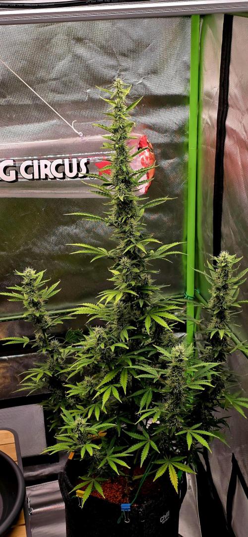 Hawaiian Snow Auto. Week 9