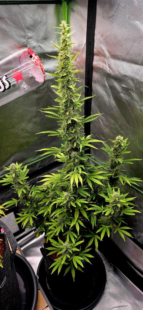 Hawaiian Snow Auto. Week 10