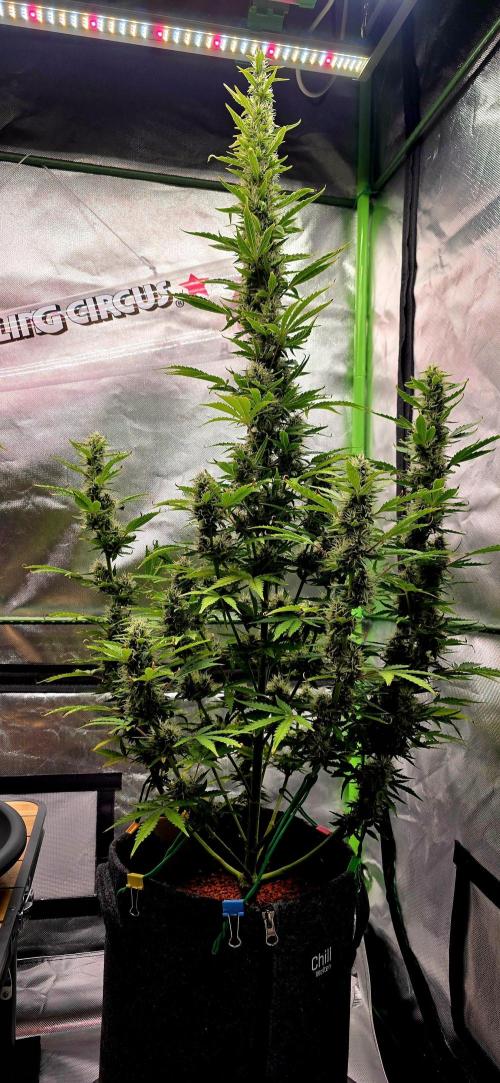 Hawaiian Snow Auto. Week 10