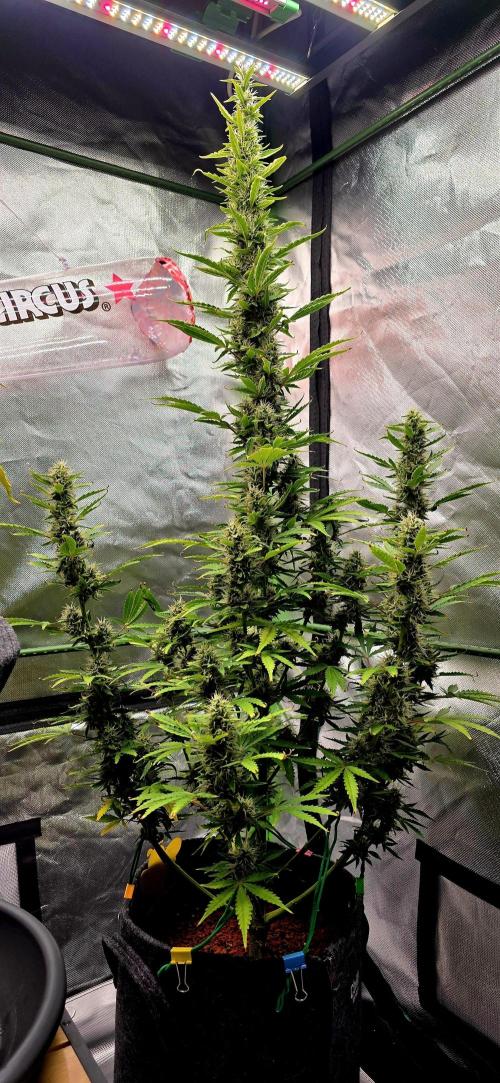 Hawaiian Snow Auto. Week 10