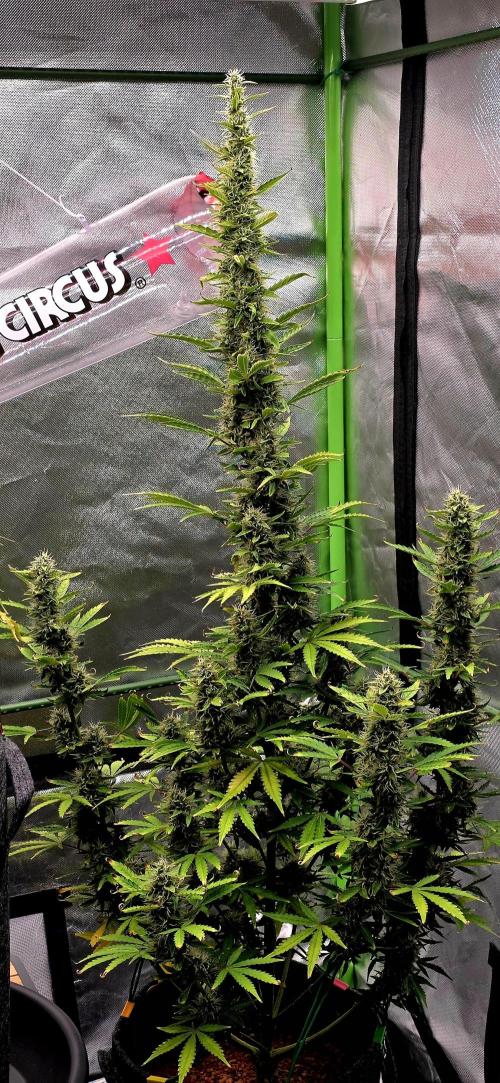 Hawaiian Snow Auto. Week 10