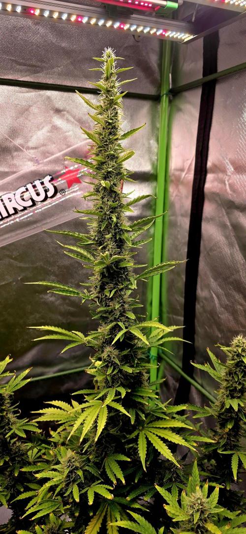 Hawaiian Snow Auto. Week 10