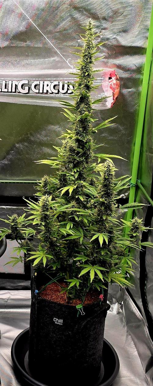 Hawaiian Snow Auto. Week 10