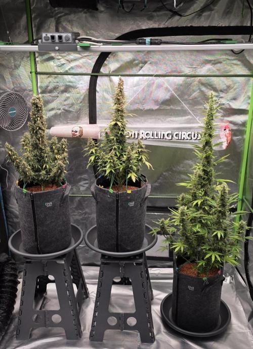 Hawaiian Snow Auto. Week 10