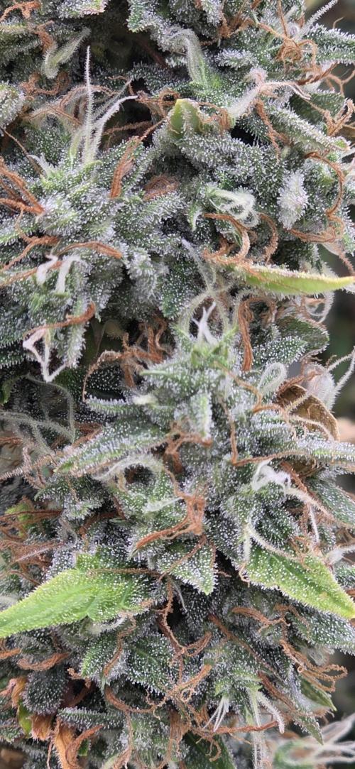 Hawaiian Snow Auto. Week 11