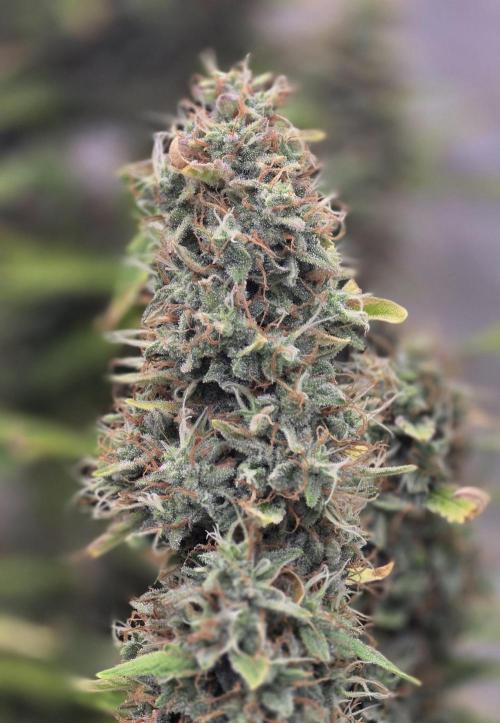 Hawaiian Snow Auto. Week 11