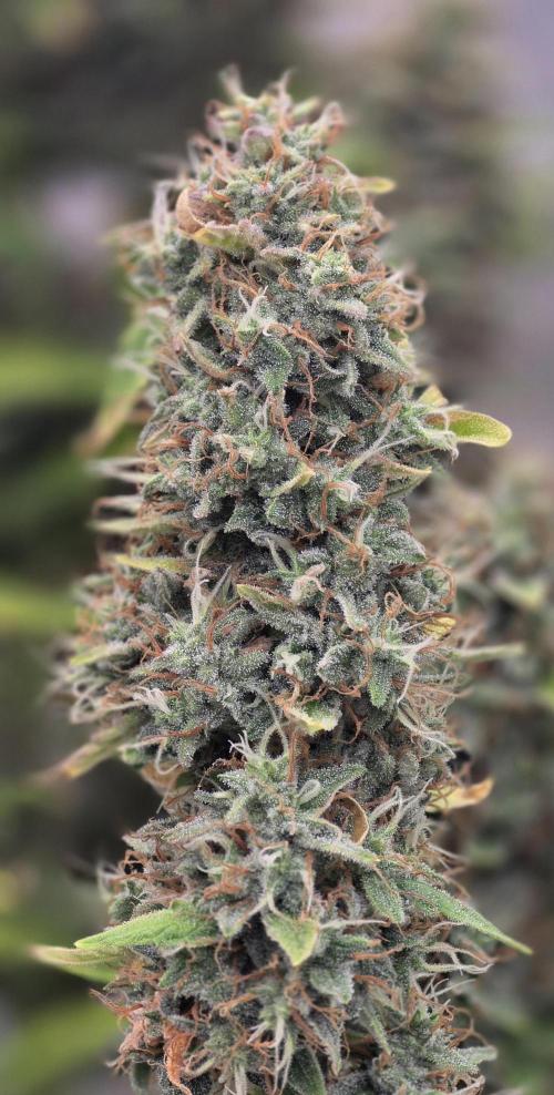 Hawaiian Snow Auto. Week 11