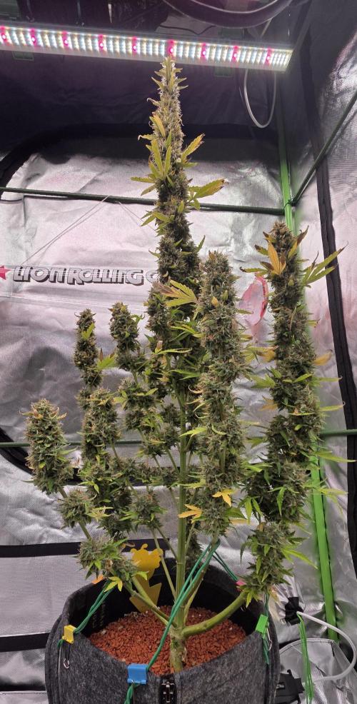 Hawaiian Snow Auto. Week 11