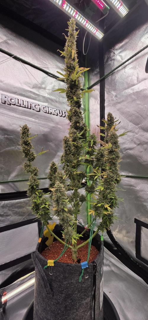 Hawaiian Snow Auto. Week 11