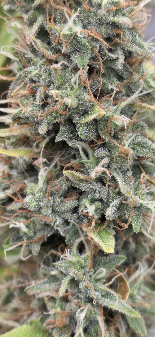 Hawaiian Snow Auto. Week 11