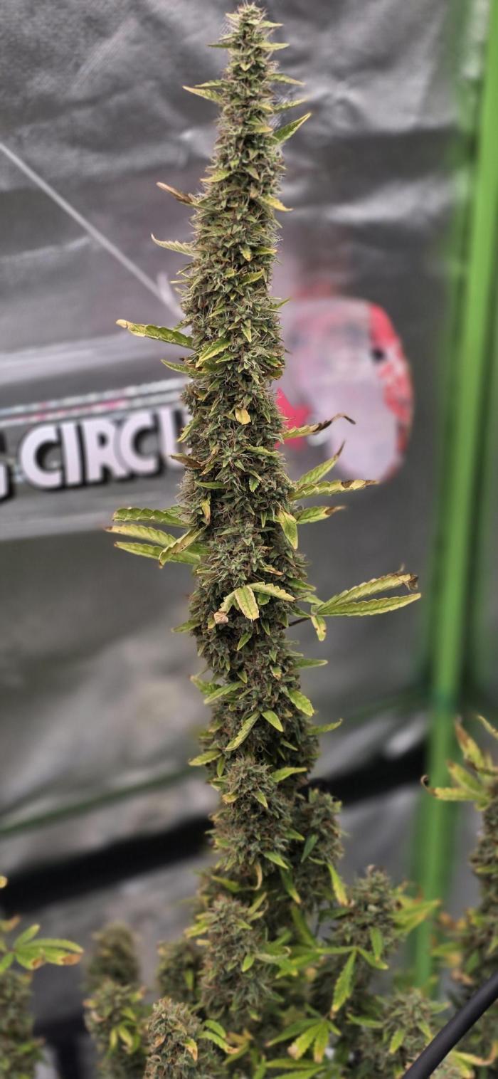 Hawaiian Snow Auto. Week 12