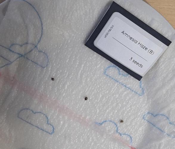 Amnesia Haze (B) Ganja Farmer. Week 0