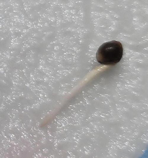 Amnesia Haze (B) Ganja Farmer. Week 0