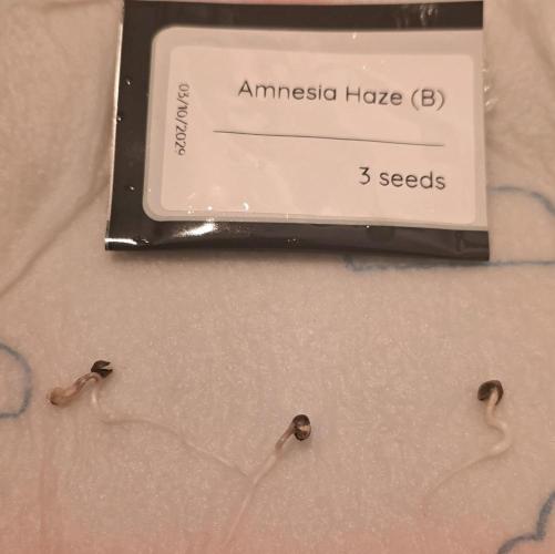 Amnesia Haze (B) Ganja Farmer. Week 0